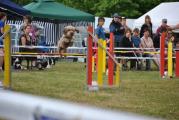 Agility ASMV Allschwil 044.JPG
