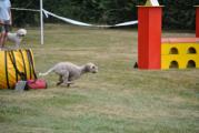 Agility ASMV Allschwil 062.JPG