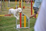 Agility ASMV Allschwil 094.JPG