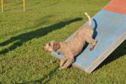 Agility Training Juni 061.JPG