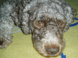 TilaApril08.gif