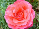 Rose2.JPG