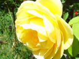 Rose3.JPG