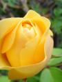 Rose4.JPG