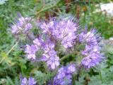 Blumen1.JPG