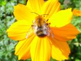 Blumen10.JPG
