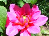 Blumen11.JPG