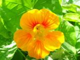 Blumen12.JPG