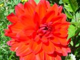 Blumen13.JPG