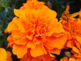 Blumen2.JPG