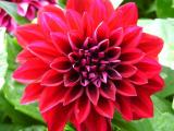 Blumen3.JPG