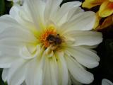 Blumen4.JPG