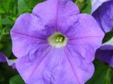 Blumen5.JPG