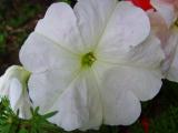 Blumen6.JPG