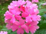 Blumen7.JPG
