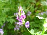 Blumen8.JPG