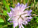 Blumen9.JPG