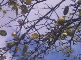 smol_apples_by_agateturtle_dkmjda2-pre.jpg