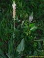 DSC00008.JPG