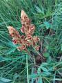 Orobanche2.jpg