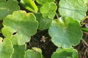 Hydrocotyle 1.jpg