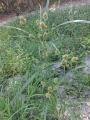 Cyperus sp..jpg