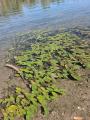 Potamogeton .jpg