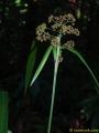 Hypolytrum nemorum?$%{Thailand}Krabi_Cyperaceae.JPG