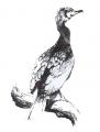 Kormoran_photomizer_neu.jpg