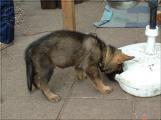08.07.11 A-Wurf11.jpg