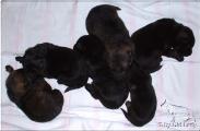 B-Wurf 27.12.11-3a.jpg
