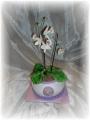 DSC00405.JPG