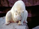Wer schaut mich an....jpg