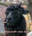Jan Kopf.jpg