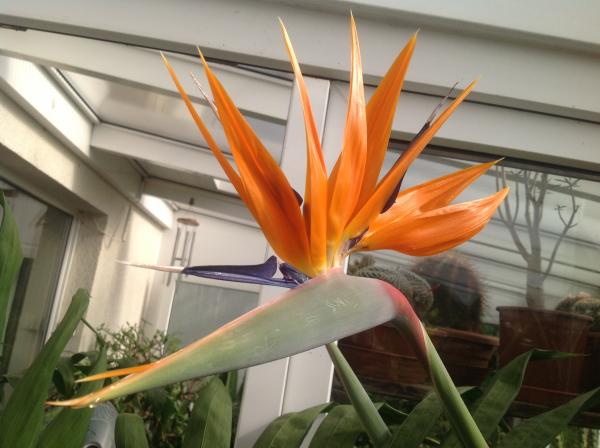 RE: Strelitzia reginae - 2