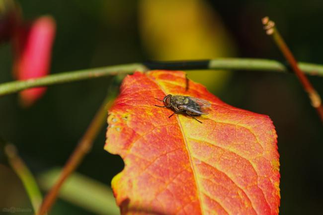 Diese Schmeißfliege... Diese Schmeißfliege...