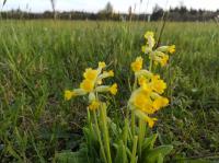 Echte Schl&uuml;sselblume -- IMG_20230504_200112