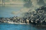 suedafrika-safari-bilder-2g