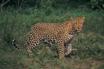 suedafrika-safari-bilder-4g