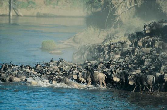 suedafrika-safari-bilder-2g