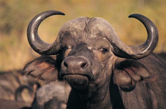 suedafrika-safari-bilder-3g
