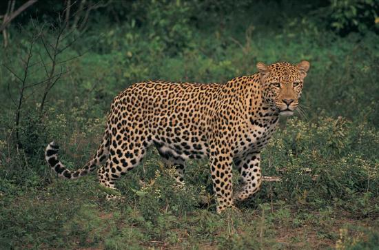suedafrika-safari-bilder-4g