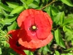 forum_message 