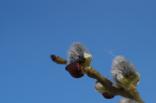 08.03.2014 - Frühlingserwachen @ Gaspoltshofen (OÖ)