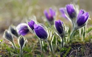 krokus