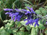 Salvia guaranitica �Costa Rica Blue� 17.11.14 Berggarten III.jpg