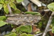 Tetrix cf. undulata - Gemeine Dornschrecke (OS).jpg