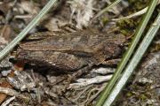 Tetrix cf. undulata - Gemeine Dornschrecke.jpg