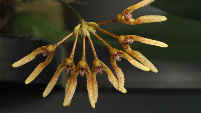 Bulb. dentiferum 1a.jpg