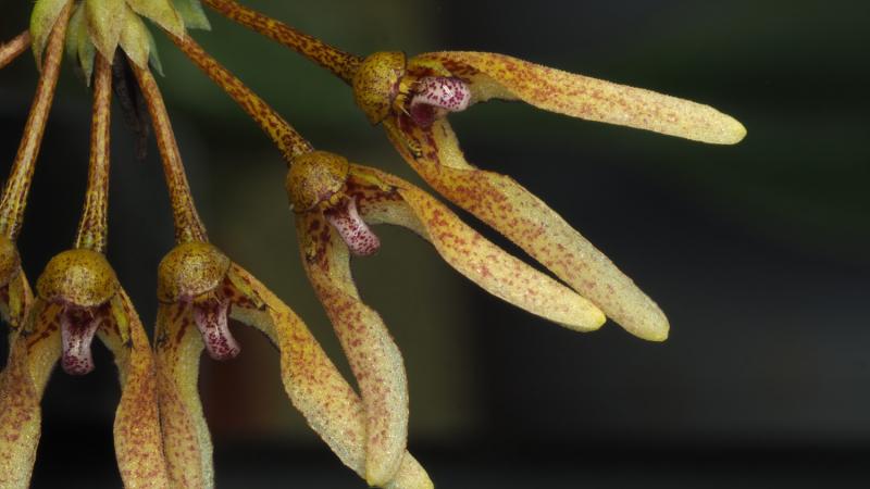 Bulb. dentiferum 1b.jpg